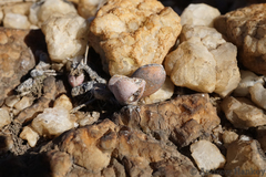 Adromischus umbraticola