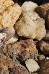 Adromischus umbraticola