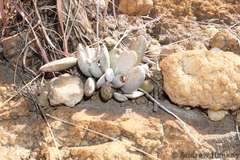 Adromischus umbraticola
