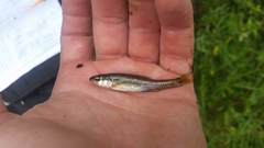 Notropis heterolepis