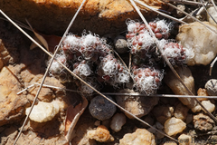 Anacampseros decapitata