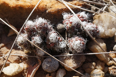Anacampseros decapitata
