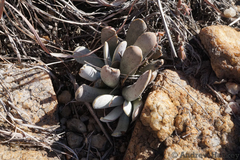 Adromischus umbraticola