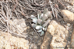 Adromischus umbraticola