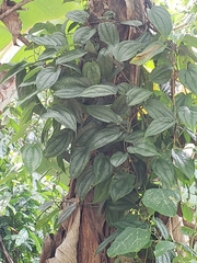 Dioscorea pilosiuscula
