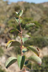 Cryptolepis cryptolepioides