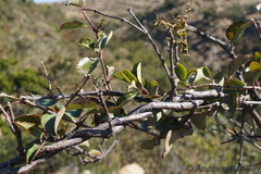 Cryptolepis cryptolepioides