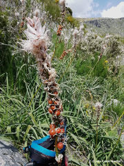 Asphodelus macrocarpus