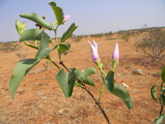 Cryptostegia grandiflora