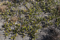 Parinari capensis capensis