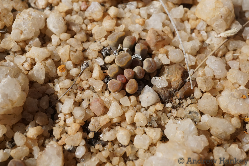 Frithia pulchra var. albiflora