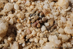 Frithia pulchra