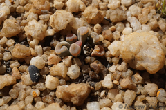 Frithia pulchra