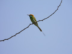 Merops orientalis