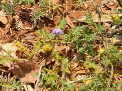 Solanum virginianum