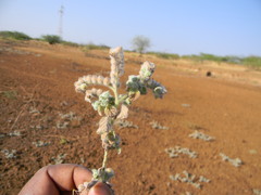 Heliotropium supinum