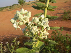 Calotropis gigantea