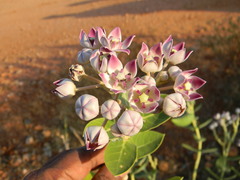 Calotropis procera
