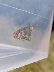 Melitaea deione