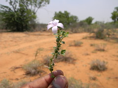 Barleria buxifolia