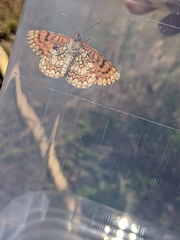 Melitaea deione