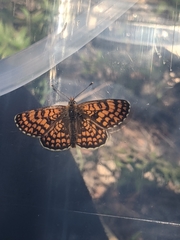 Melitaea deione