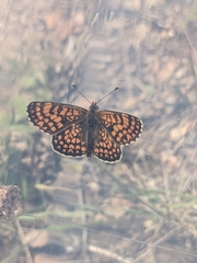 Melitaea deione