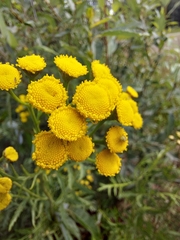 Tanacetum vulgare