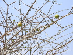 Catunaregam taylorii