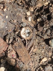 Cyathus stercoreus