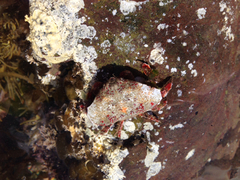 Eurynolambrus australis