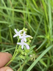 Stenaria nigricans