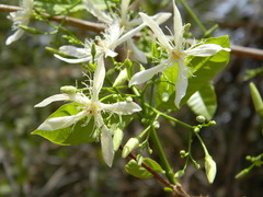 Wrightia tinctoria