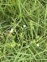 Stenaria nigricans