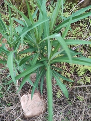 Lactuca indica