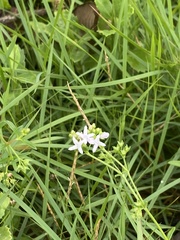 Stenaria nigricans