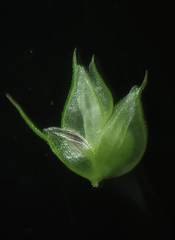 Dactyloctenium aegyptium