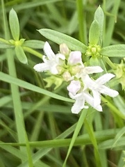 Stenaria nigricans