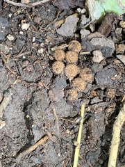 Cyathus stercoreus