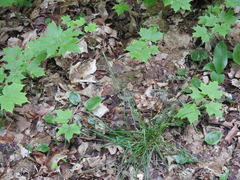 Poa saltuensis saltuensis