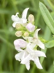 Stenaria nigricans