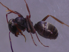 Formica lemani