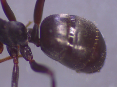 Formica lemani