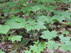 Poa saltuensis saltuensis