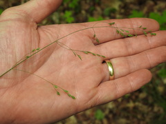 Poa saltuensis saltuensis