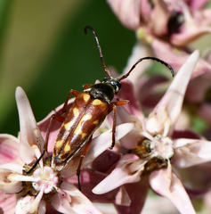 Typocerus confluens