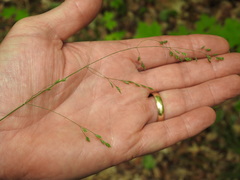 Poa saltuensis saltuensis