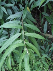 Debregeasia orientalis