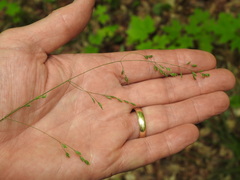 Poa saltuensis saltuensis