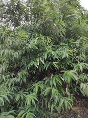 Debregeasia orientalis